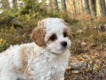 Cavapoo · Sala · Sallysshine