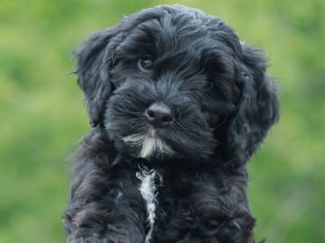 Bernedoodle · Spekeröd · Hagendalens