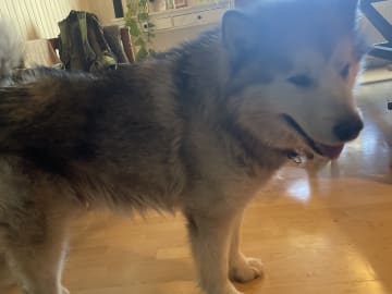 Alaskan malamute · Kvissleby · Lotta E.