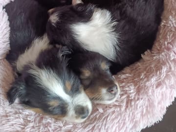 Shetland sheepdog
