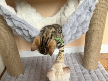 S*Retrivers