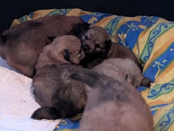 German Spitz – Mittelspitz · Luleå · Dålakungens kennel