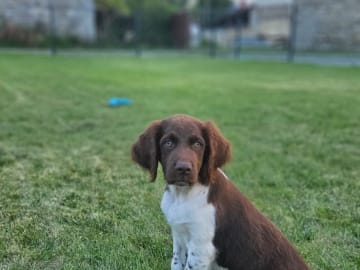 Kleine münsterländer · Köpingebro · Olof E.
