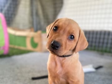 Labrador retriever · Lövestad · Gravel's