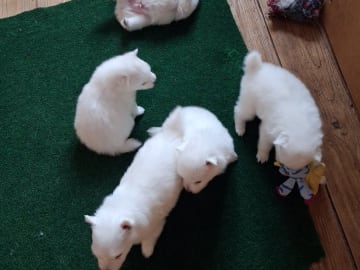 Japansk spets · Kristdala · Kennel Alegros