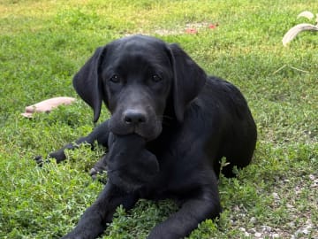 Labrador retriever · Fellingsbro · Scenick’s