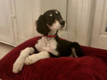 Saluki · älvkarleby · Lags