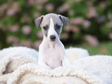 Whippet · Gran · Ann-Karin Skyggen Lystad