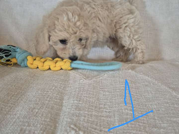 Maltipoo · Ballingslöv · Daniela K.