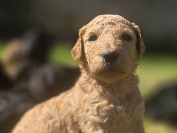 Standard Poodle · Hurup Thy · Fashion Dreams