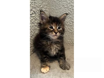 Maine Coon · Timmersdala · SE*Catillacs