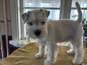 Dvärgschnauzer