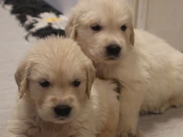 Golden Retriever · Tjällmo · Ekbergarn’s  kennel