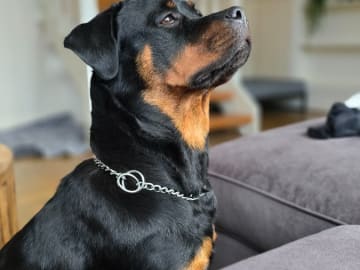 Rottweiler · Olofstorp · Levarotto's kennel