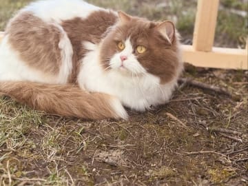 Ragdoll · Söderköping · Anglakatt