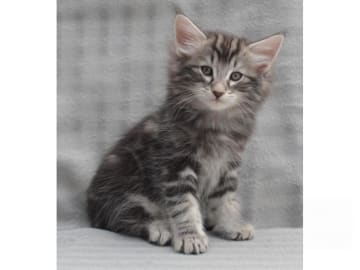 Norsk skogkatt · Falun · S*Ayamara's Norska skogkatter