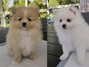 Pomeranian · Billesholm · Björn R.