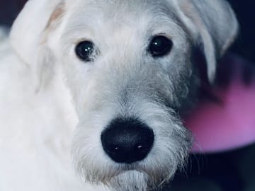 Smith Labradoodles