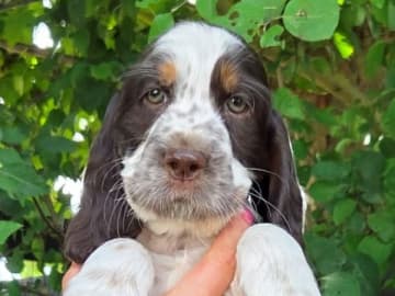 Engelsk springer spaniel · Vallåkra · Stars 'N Bubbles