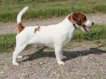 Jack russell terrier · Give · Strelluf