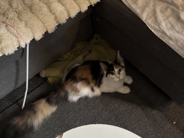 Wikslynx
