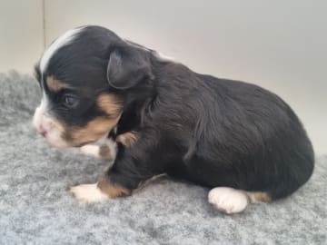 Havanese · Næstved · Tania Alexander