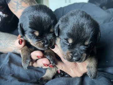 Rottweiler/American Bully XL · Gärsnäs · Helena