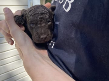 Labradoodle · Nol · Lyckliga Vovven