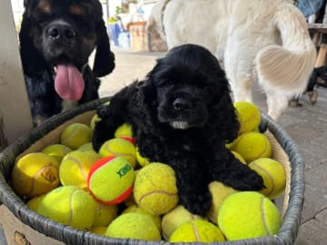 Amerikansk cocker spaniel · Auli · Sanichaya Sonsri