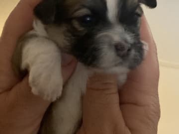 Bichon havanais · Tjele · Gaastedhøj