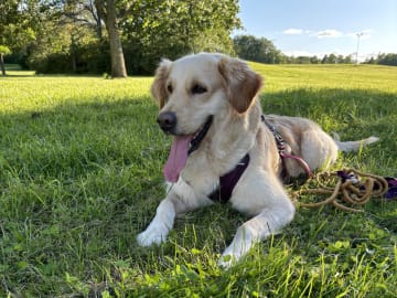 Golden Retriever · Linköping · Hanna B.