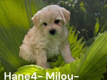 Milou