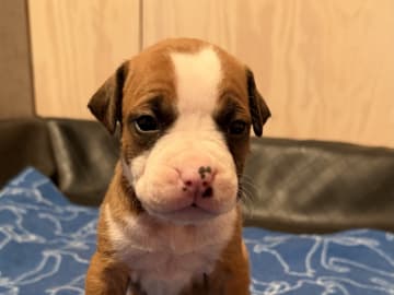 Patrick Nielsen Amstaff