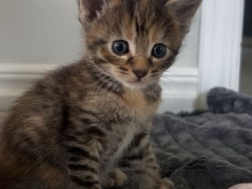 Kattunge: Hona 1