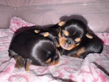 Sweet little Pollys