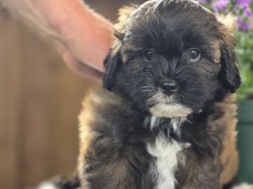 Shihpoo