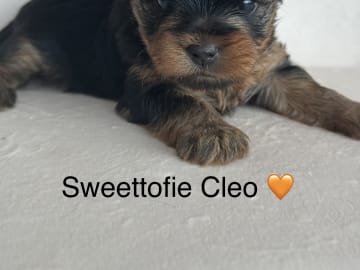 Sweettofie