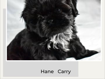 The merry shih-tzu family