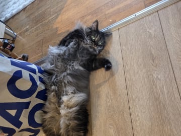 Milla