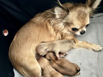 Mamma: BASTÄNGENS LOVA