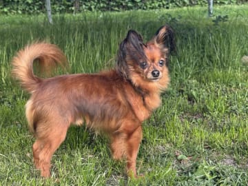 Father: Cinnamon Gold Toy’s Zaharra