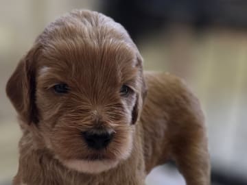 Lyckornaslabradoodle