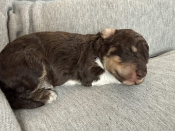 Oreo