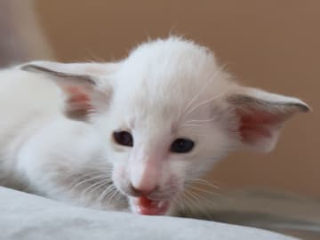 Oriental Adore Cattery
