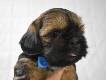 The merry shih-tzu family