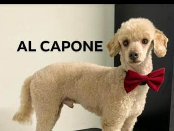 Far: Al Capone