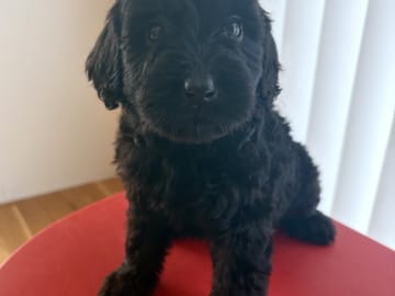 Nova