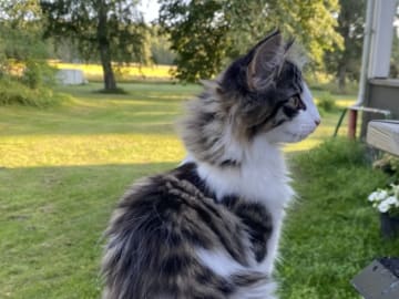 Mother: Furandpurr’s Sanna