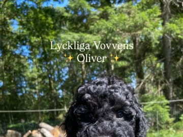 Lyckliga Vovven