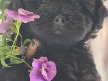 Shihpoo